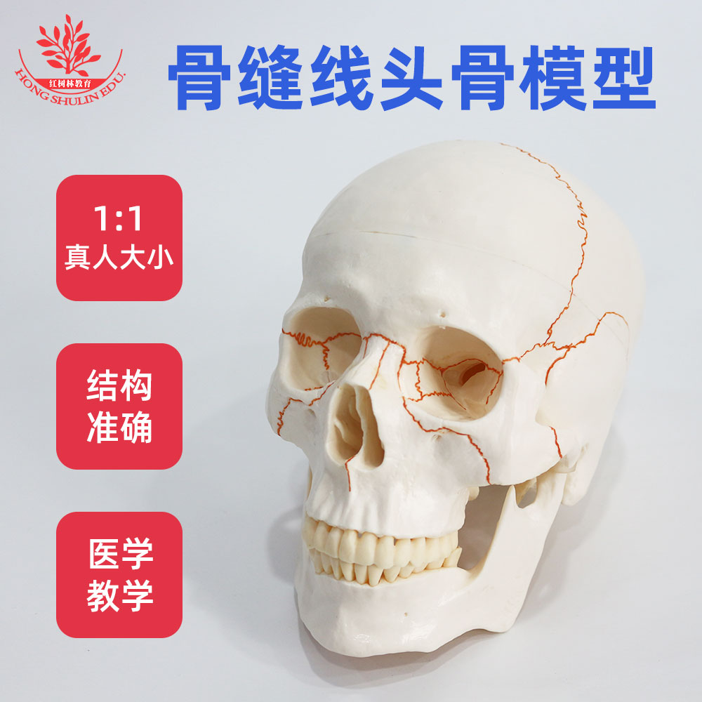 骨缝线版头骨模型人体自然大医用口腔科可做咬合活动骷髅头标本