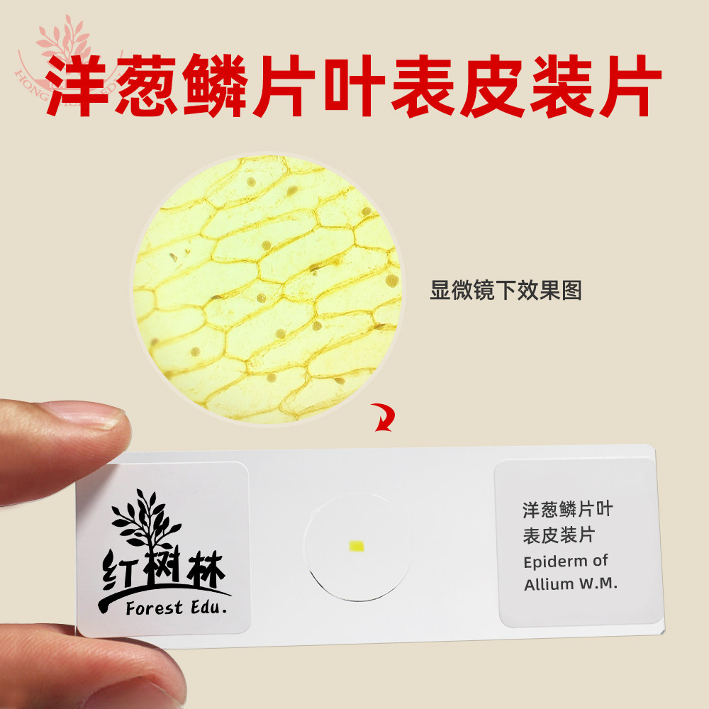 洋葱鳞片叶表皮装片生物实验教学观察玻片显像清晰洋葱表皮装片