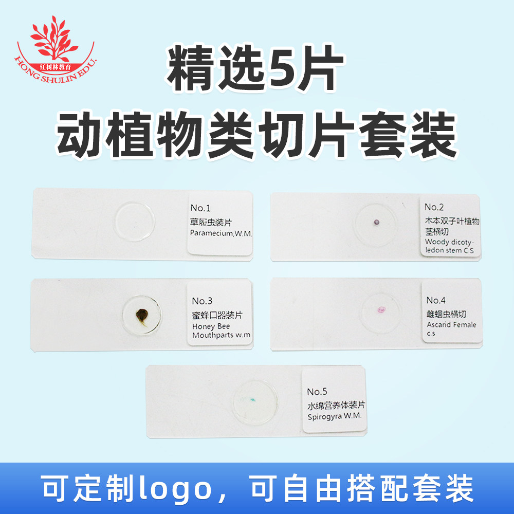 5片装综合小套装草履虫蜜蜂口器装片学生科学实验显微镜玻片标本