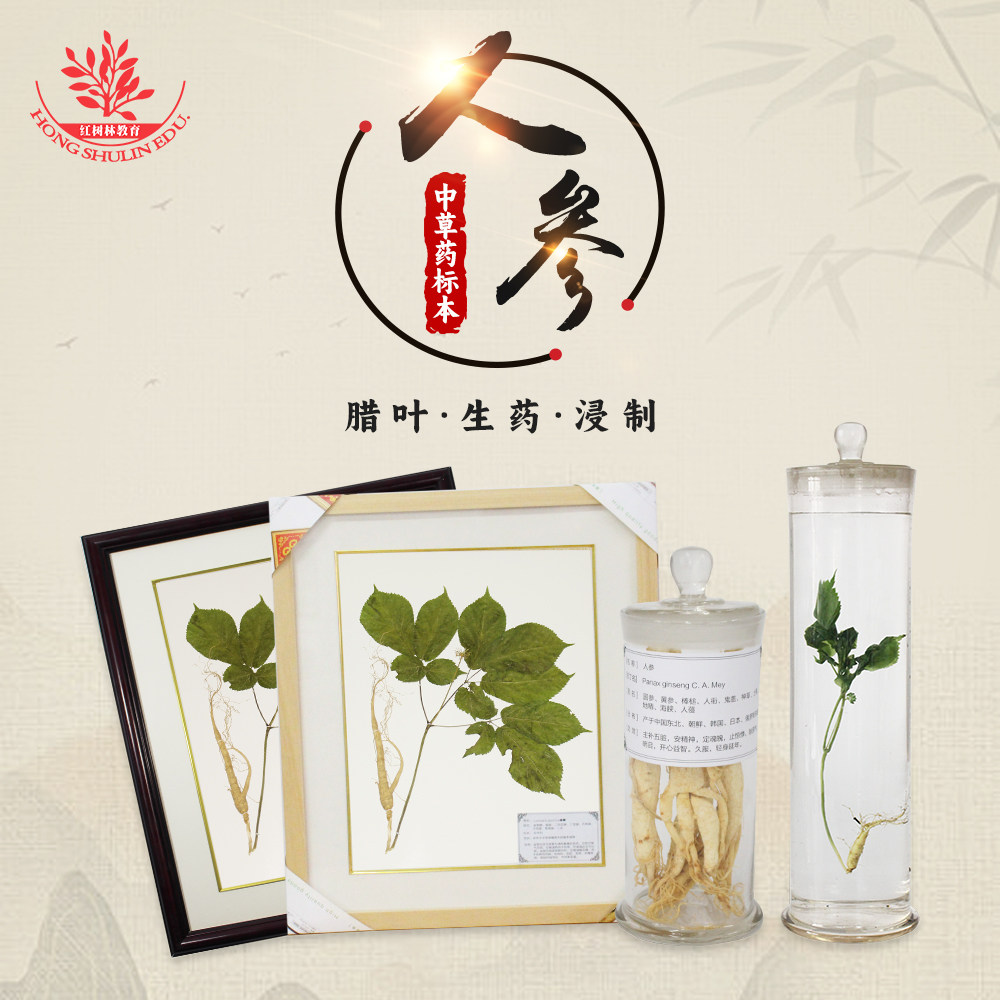 百草之王人参保色浸泡标本药店医院展厅摆放药用玻璃瓶装生药标本