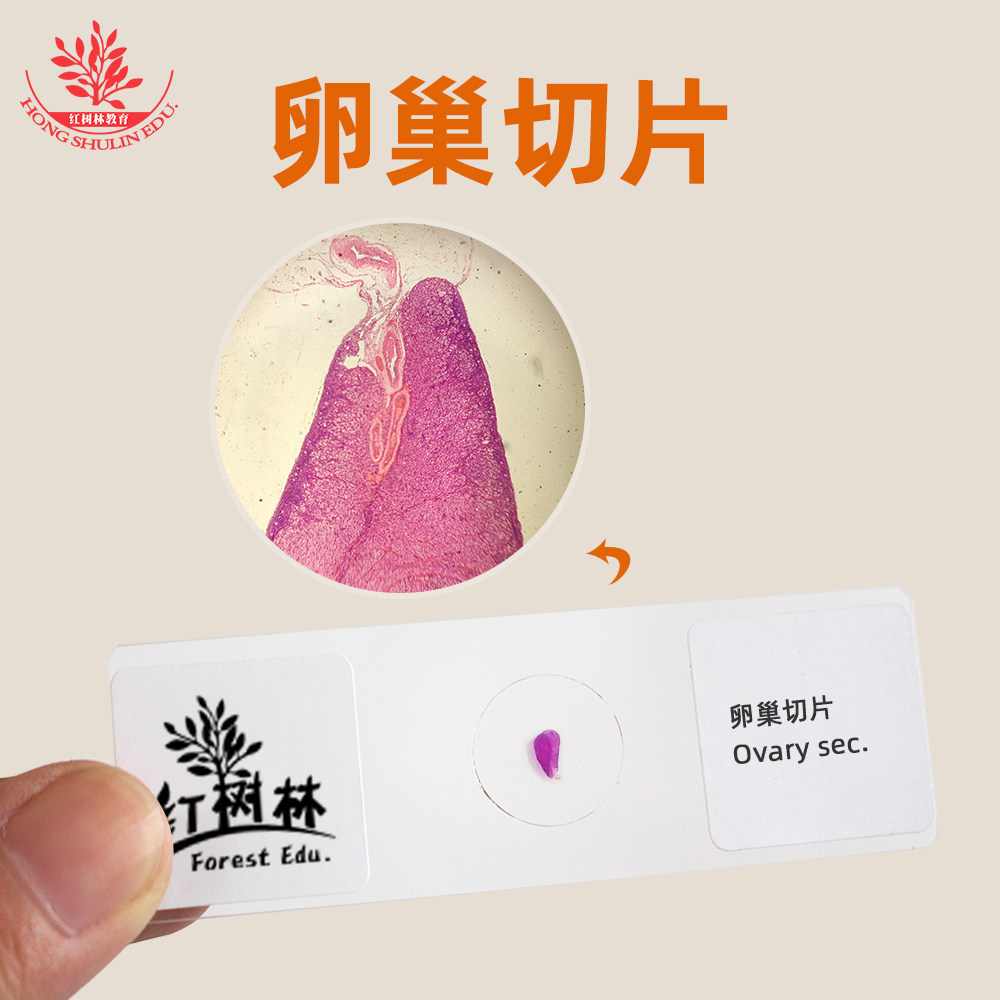 卵巢切片显微镜玻片标本厂家直销高教医学研究组织类生物切片
