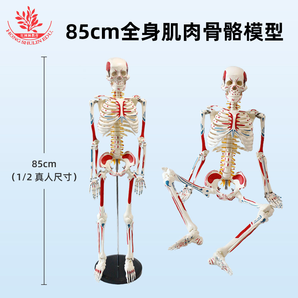 85cm仿真人体骨骼模型手工串制带全身肌肉着色标注版医学教学模型