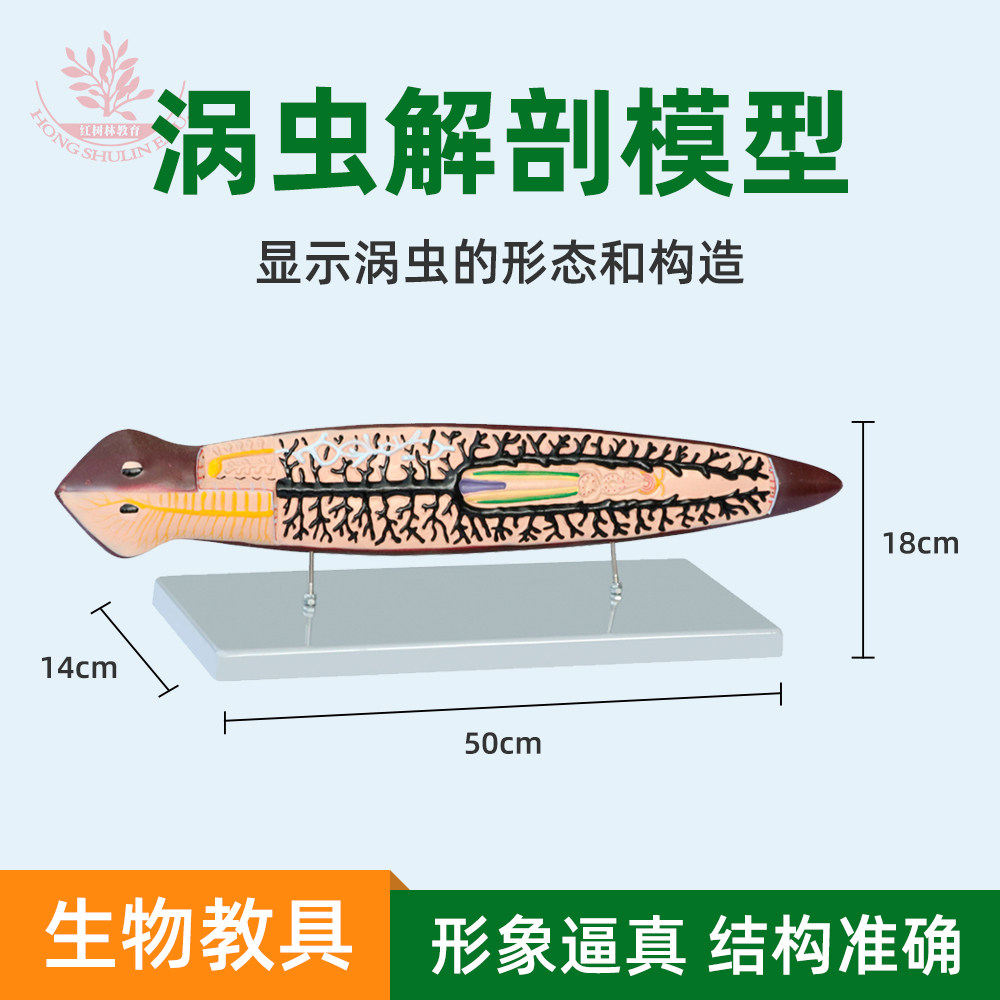 涡虫模型生物模型实验室演示用中学生物教学用教具器材