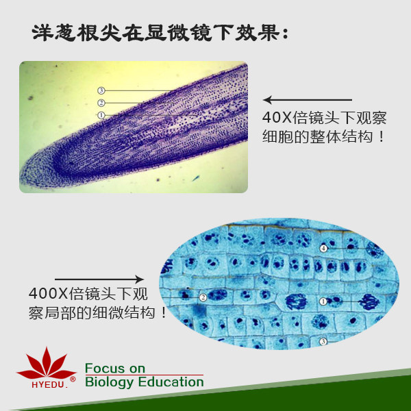 玉米茎横切结构简图-千图网