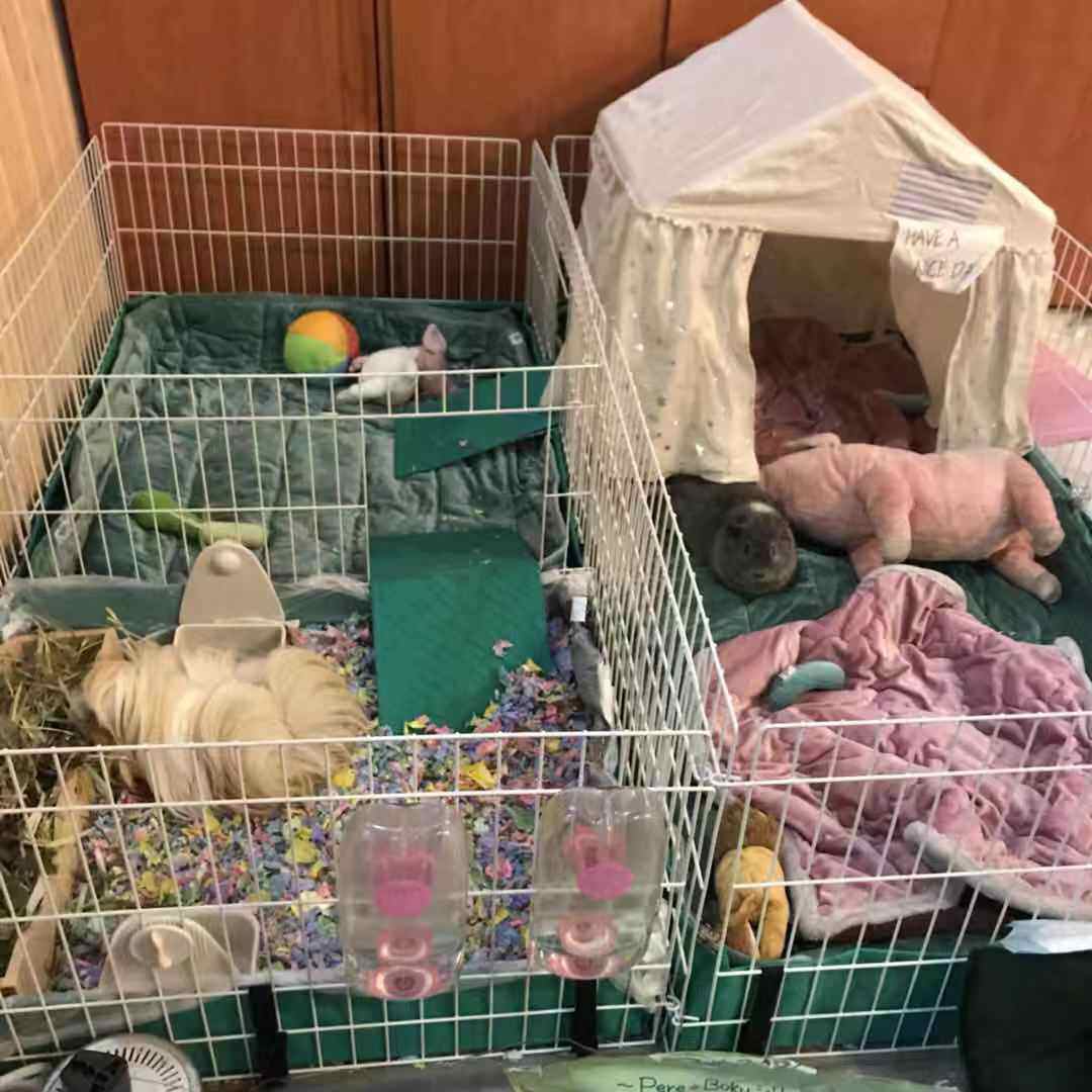 TSPP (Chinese and Western cage matching urine mat package) guinea pig mother-in-law's staircase sleeve cushion-Taobao