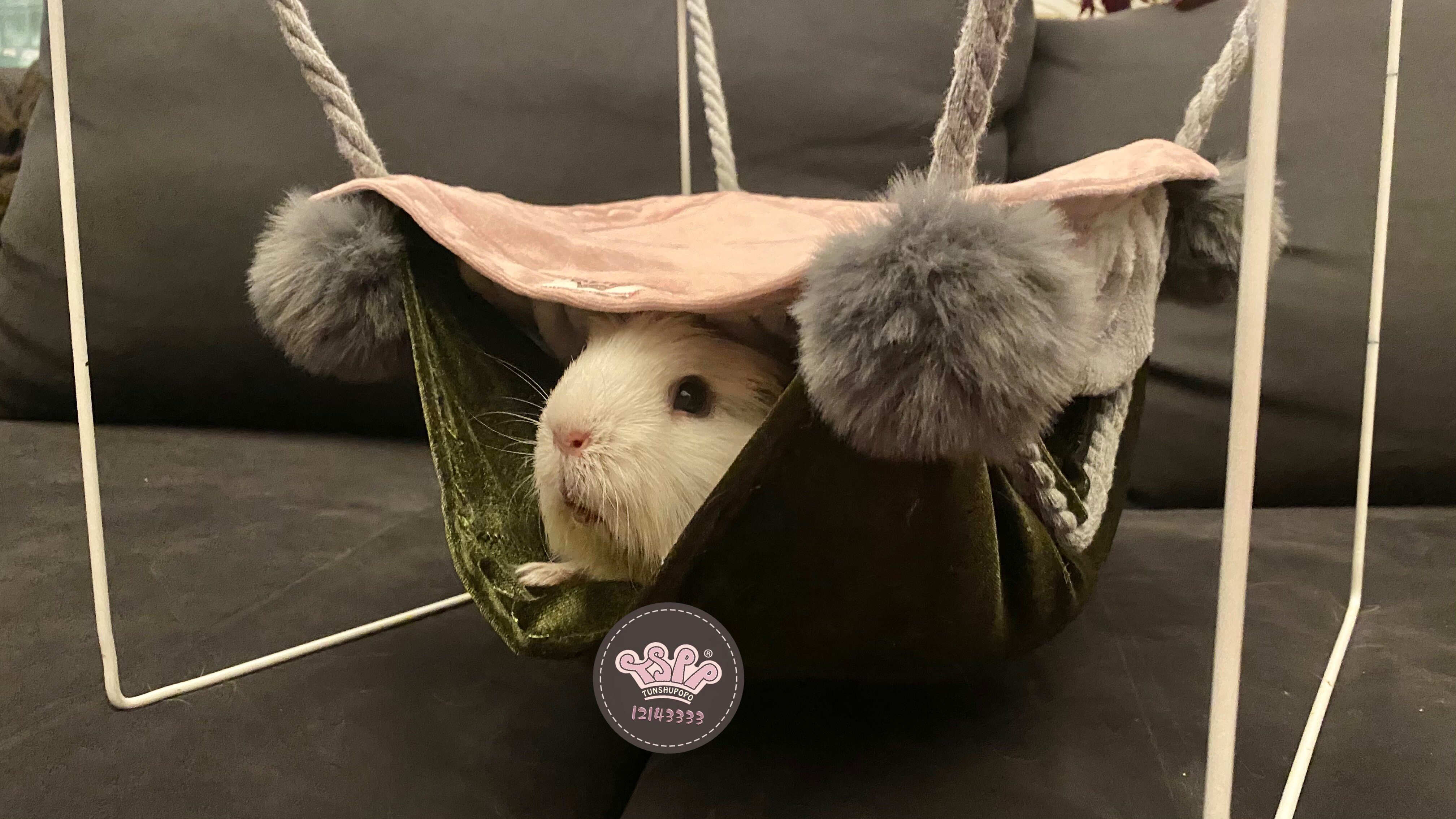 TSPP gross ball hammock] guinea pig mother-in-law Dutch pig toy accessories keep warm