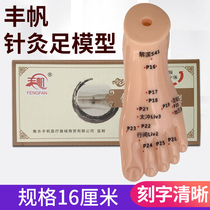 Fengfan Acupuncture Foot model single foot acupuncture point Chinese medical human foot girl plantar 16cm foot mould teaching