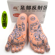 Human foot model foot foot plantar Meridian acupoint reflection area mold massage map massage foot Chinese medicine foot therapy