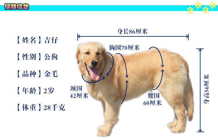 B0109 Собаки и собака Meic Mirror DeftiaL_21