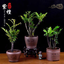 Small leafy purple sandalwood bonsai radiation-resistant indoor plants green plants to feed the four seasons evergreen office desktop potted plants