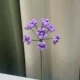 E26-Full Sky Purple One Mondelcon