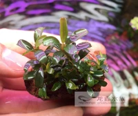 Посадить раздел 7*4neo (можно взять)