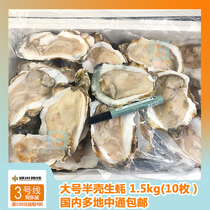 Frozen Half Shell Raw Oyster 1 3kg (10) Large number Oyster Sea Oysters Barbecue Seafood ingredients