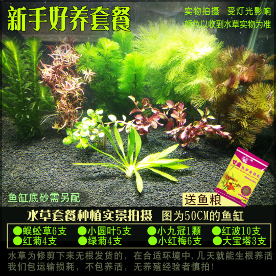 Chiyi Aquarium Fish Tank Aquatic Plant Landscaping Package Lazy Live Aquatic Plant Planting Backscape Aquatic Plant Collection