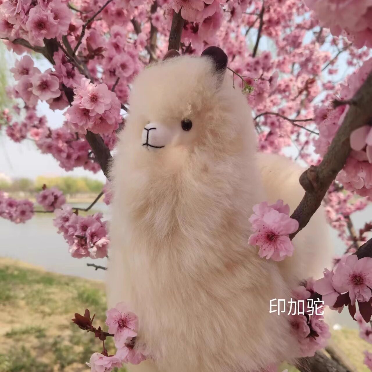 印加驼品牌羊驼毛玩偶的LOGO