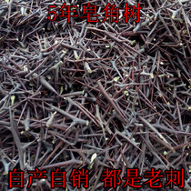 Wild new Chinese herbal medicine Saponin thorn 500g 5-year saponin tree Tianding saponin thorn saponin needle