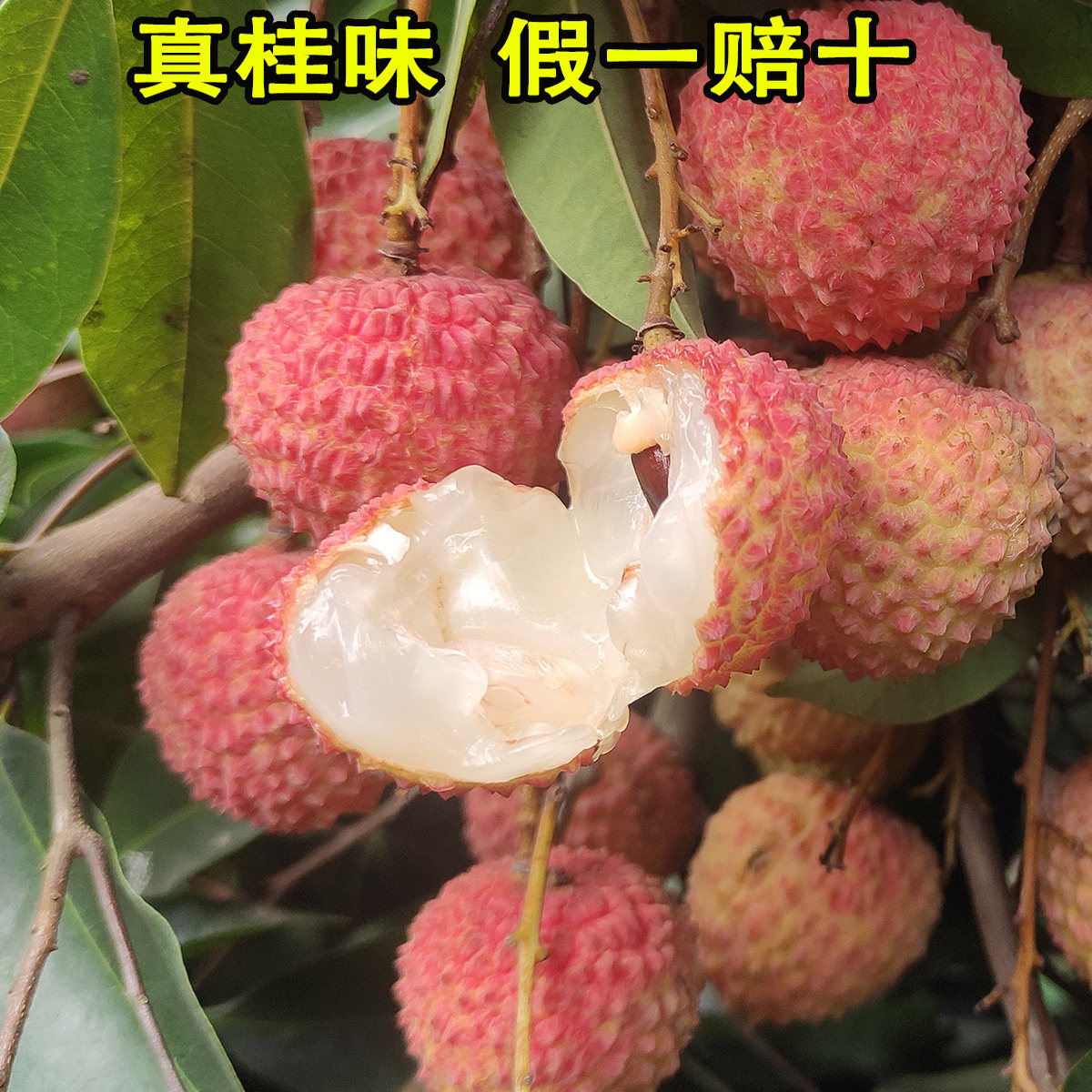 广东高州白糖罂荔枝5斤包邮!妃子笑+桂味的神仙结合,现摘顺丰到家!-荔枝-淘宝好物网