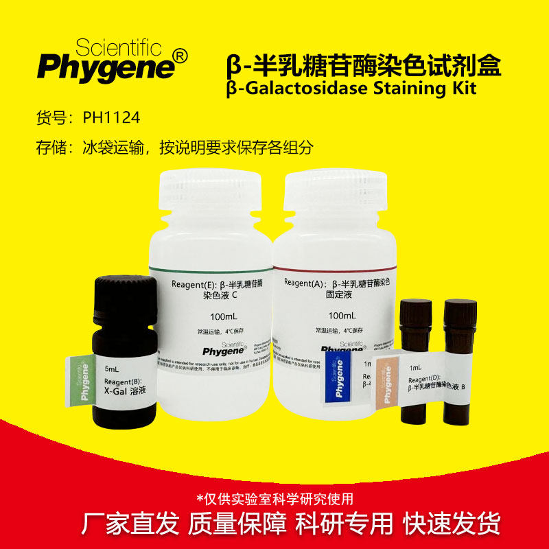 Beta-半乳糖苷酶染色试剂盒 科研实验专用 100T [PH1124 PHYGENE]