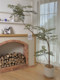 Loushujia Artificial Green Plant Jacaranda Large Floor-Standing Potted Plant Decoration for Living Room Indoor Light Luxury Decoration Fake Tree Plant