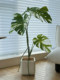 Loushujia White Monstera Artificial Green Plant Living Room Decoration Luxury Fake Tree Large Artificial Plant Potted Plant
