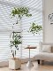 Lou Xia's large-scale simulated green plant peacock wood indoor living room floor-standing bionic fake tree plant landscaping decorative ornaments