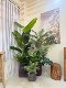 Loushujia Artificial Green Plant Landscaping under the Stairs Indoor Landscape Combination Decorative Ornaments Micro Landscape Fake Plant Tree
