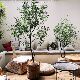 Artificial Green Plant Olive Tree Large Coffee Shop Window Display Floor-Standing Potted Plant Nordic ins Artificial Trendy Plant