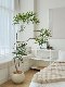 Lou Xia's large-scale simulated green plant peacock wood indoor living room floor-standing bionic fake tree plant landscaping decorative ornaments