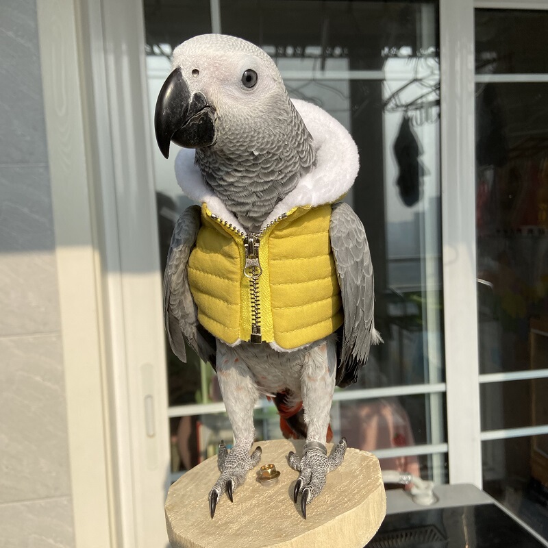 Cockatiel Diapers, Bird Clothes, Flight Suits, Parrot Pooper Bags, Lovebirds, Mynas, Pet Supplies, Budgerigar Cotton Clothing Cockatiel Diapers, Bird Clothes, Flight Suits, Parrot Pooper Bags, Lovebirds, Mynas, Pet Supplies, Budgerigar Cotton Clothing