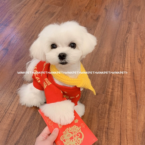 Собаки Новый год одежды домашние животные любят свитер, чем красавица Тедди Тедди маленький кот красный весенний фестиваль и зима