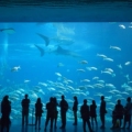 蓝璟湖亚克力水族工程