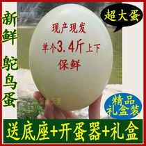  Fresh large ostrich eggs Home-bred nutritious green Mid-Autumn Festival gift emu eggs Edible ostrich eggs