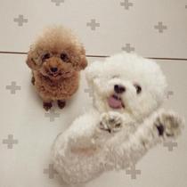 HaBe] Shipping special shot~Korea direct mail