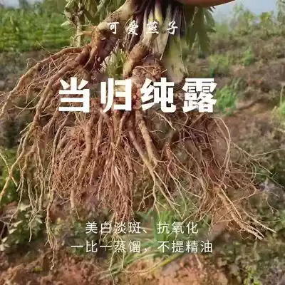 Copper pot distillation Angelica pure Dew 500ml30 yuan