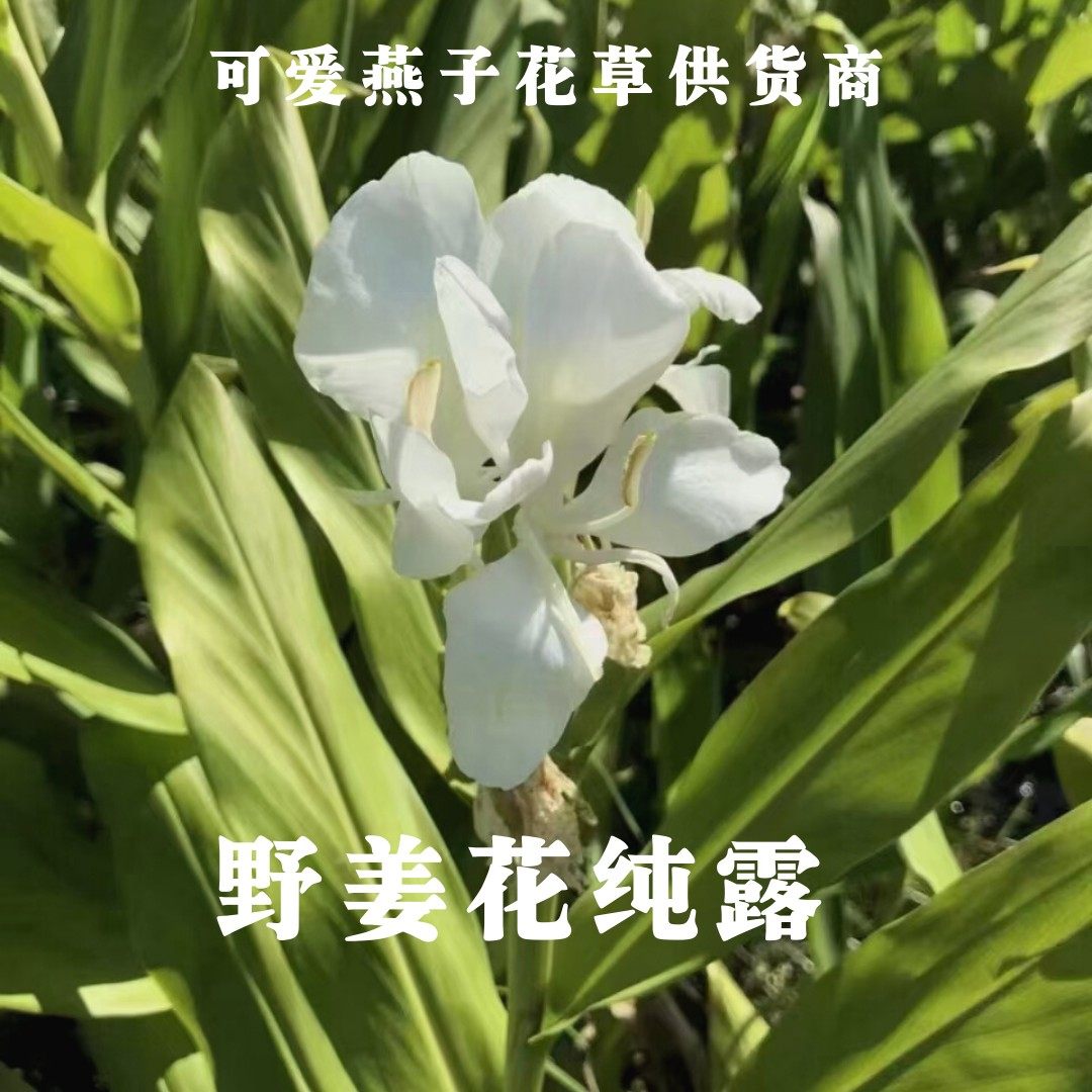 Fresh wild ginger flower pure dew saturated pure dew 500ml RMB35  not to extract essential oils