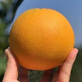 秭橙果业