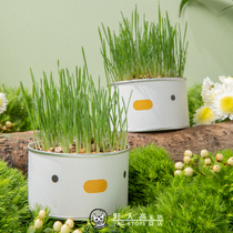 Wild Man High Pet Purroom Pet Cat Grass Kitten Cat Grass Jars cat snacks with hair folkening fur potted cat grass