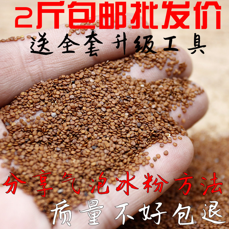 Sichuan farming land ice meal seeds raw ice rice seeds wild 2,000 g