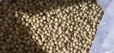 Self-planted soybeans half a catty of soy milk non-genetic modification can be made to plant 5kg