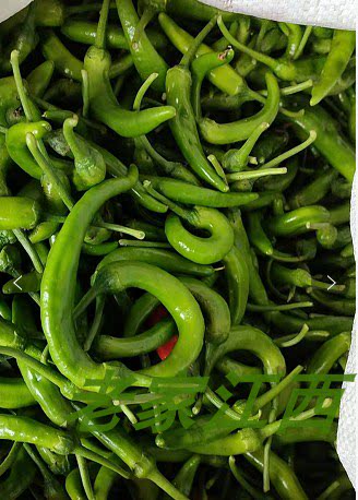 Jiangxi Gao'an Xinqing pepper farmhouse grows its own green pepper tender pepper, just knotted, can be used to make pepper fried meat fresh
