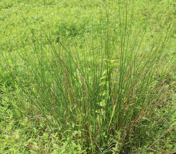 灯心草泡水,红枣,用量(第14页)_大山谷图库