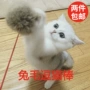 Pet đồ chơi dải dài thỏ tóc vui cat rod chuột dog tail cỏ mèo đồ chơi tương tác vui cat rod đồ chơi c đồ chơi thú cưng