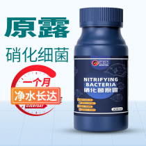 Dolphin Nitx Bacteria Raw Dew Water Purification Aquatic Products Digesting Live Bacteria Purified Water Water Quality Stabilizers Household Fish Farming