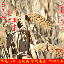 Shanxi dry land Qinzhou Huangmi Nongjia Yuezi Rice Farmers Rice Farmers Rice Non-GMO 500g