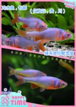 2021 native fish resistant to low temperature rainbow genre fish lulan real small carp