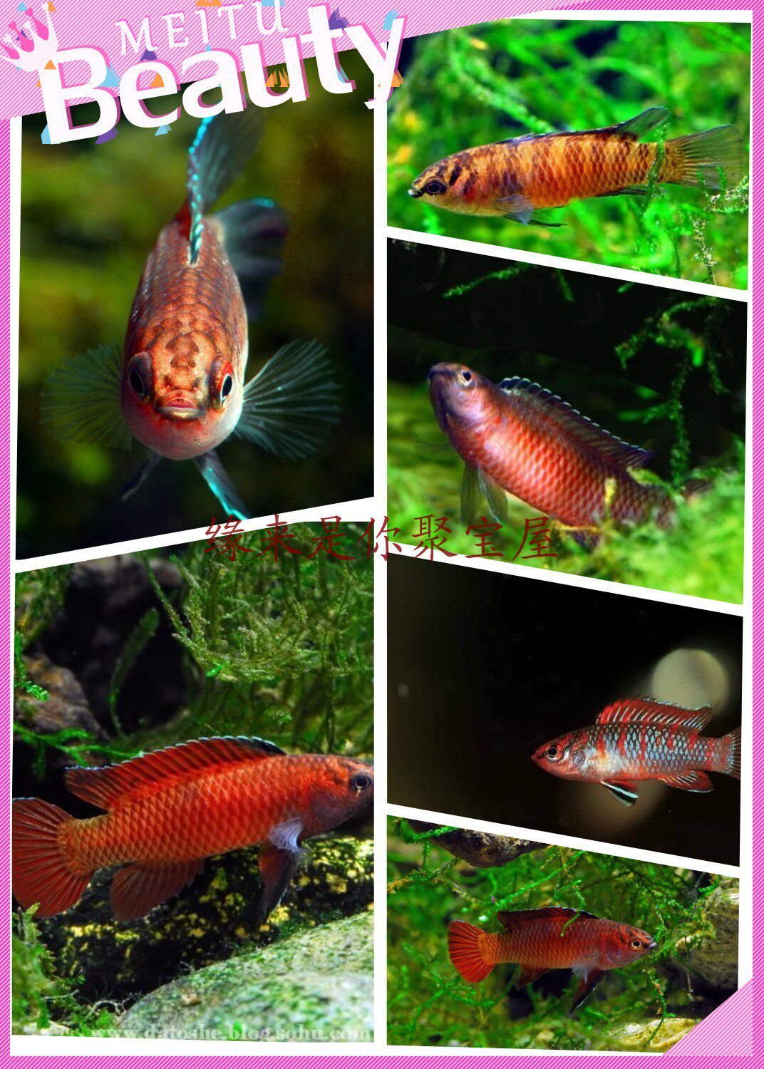 Sparsely fished species Yingjiang chameleon small warm cisfish 1 5-2cm small fish native cold water ornamental fish