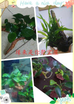 Lazy water grass volcanic rock planting small water Banyan Golden Banyan pepper Banyan sinking Wood planting small water Banyan free landscape