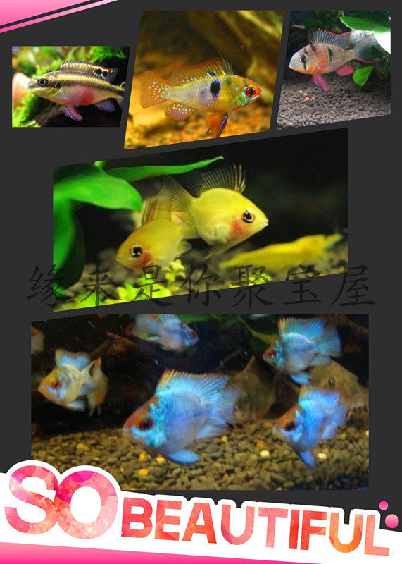 Beautiful short - sized Phoenix Spherical Bao Blue Phoenix Golden Wave Dutch Phoenix Red Belly Phoenix