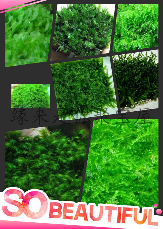 Fish tank building Moss Triangle Moss beauty Phoenix Moss tears Moss, etc.