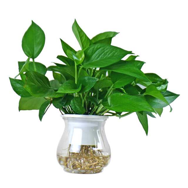 Hydroponic green radish seedlings, water-cultured flowers, four-season aquatic flowers and plants, purifying the air, single green radish seedlings, money tree